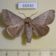 65930p Limacodidae Thosea sinensis Vietnam $8