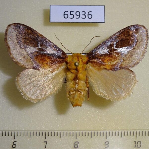 Limacodidae Miresa fulgida f Vietnam