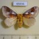 65936p Limacodidae Miresa fulgida f Vietnam $12