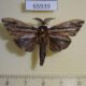 65939p Psychidae Eumeta variegata Vietnam $10