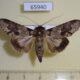 65940p Euteliidae Stictoptera grisea f Vietnam $7