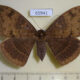 65941p Noctuidae Lygniodes ciliata f Vietnam $10