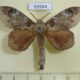 65944p Lasiocampidae Kunugia florimaculata Vietnam $10