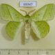 65947p Lasiocampidae Trabala vishnou Vietnam $12