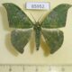 65952p Geometridae Tanaorhinus viridiluteata Vietnam $9