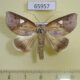 65957p Noctuidae Pterogonia cardinalis Vietnam $10