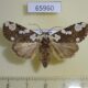 65960p Noctuidae Mudaria major f Vietnam $9