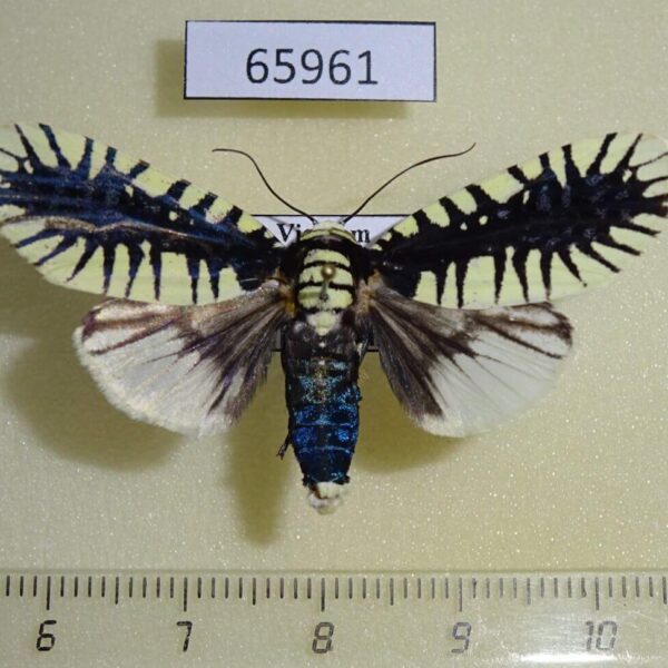 Noctuidae Apsarasa radians Vietnam