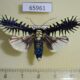 65961p Noctuidae Apsarasa radians Vietnam $20