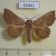 65962p Noctuidae sp. Vietnam $8