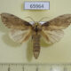 65964p Notodontiidae sp. Vietnam $9