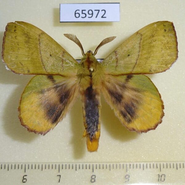 Lasiocampidae Radhica elisabethae Vietnam