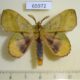 65972p Lasiocampidae Radhica elisabethae Vietnam $10