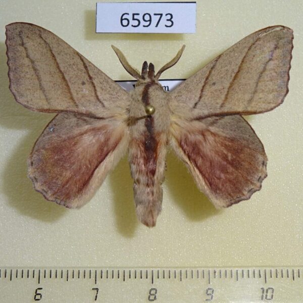Lasiocampidae Arguda vinata Vietnam
