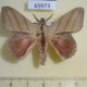65973p Lasiocampidae Arguda vinata Vietnam $10