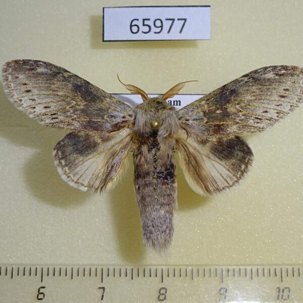 Notodontiidae Stauropus alternus Vietnam