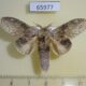 65977p Notodontiidae Stauropus alternus Vietnam $12