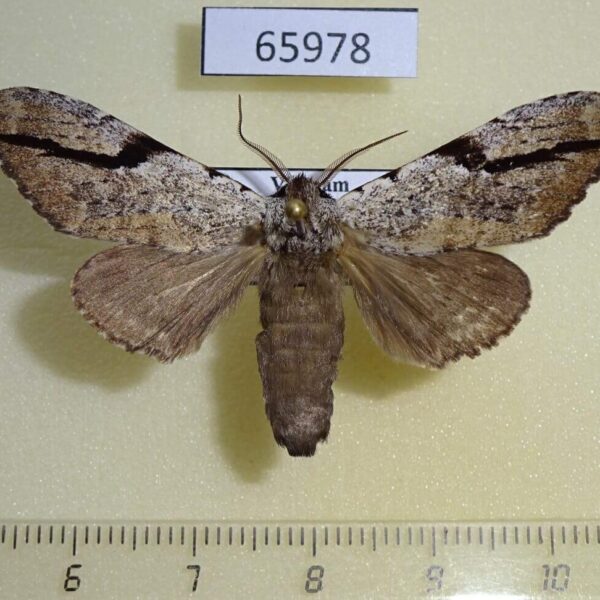Notodontiidae Lophocosma nigrilinea geniculata Vietnam