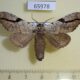 65978p Notodontiidae Lophocosma nigrilinea geniculata Vietnam $8