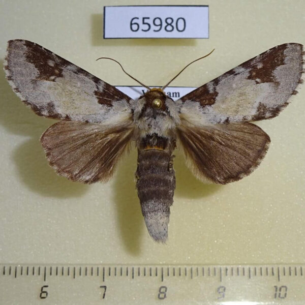 Notodontiidae Neodrymonia taipoensis Vietnam