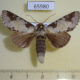 65980p Notodontiidae Neodrymonia taipoensis Vietnam $12