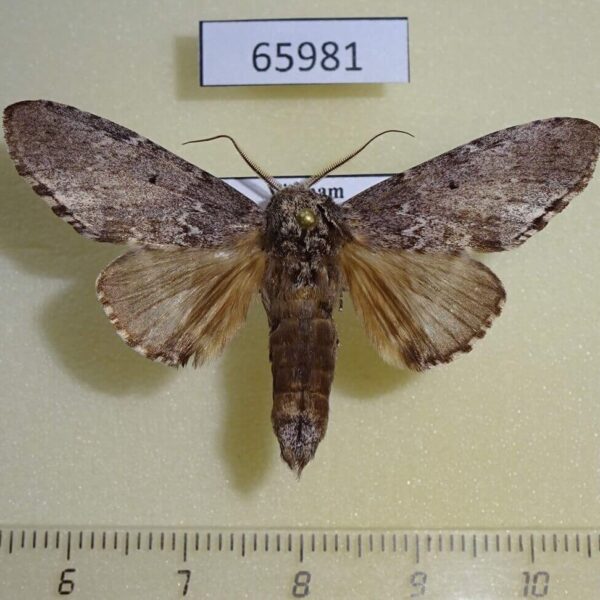Notodontiidae Neopheosia sp. Vietnam