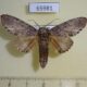 65981p Notodontiidae Neopheosia sp. Vietnam $9