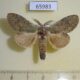65983p Notodontiidae Syntypistis sp. Vietnam $7