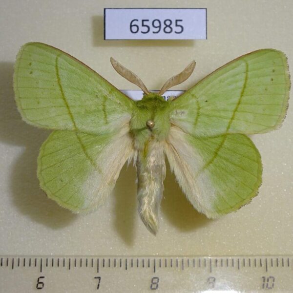 Lasiocampidae Trabala niphanae Vietnam