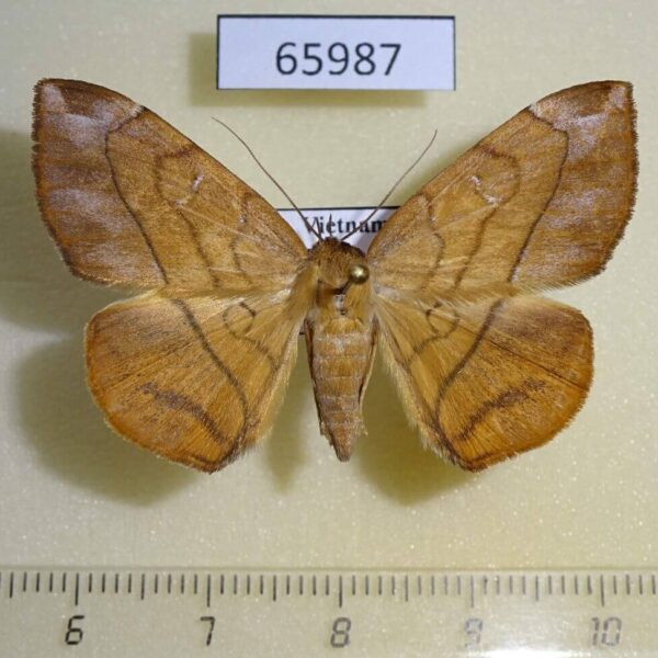 Noctuidae Taviodes fulvescens f Vietnam