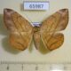 65987p Noctuidae Taviodes fulvescens f Vietnam $10