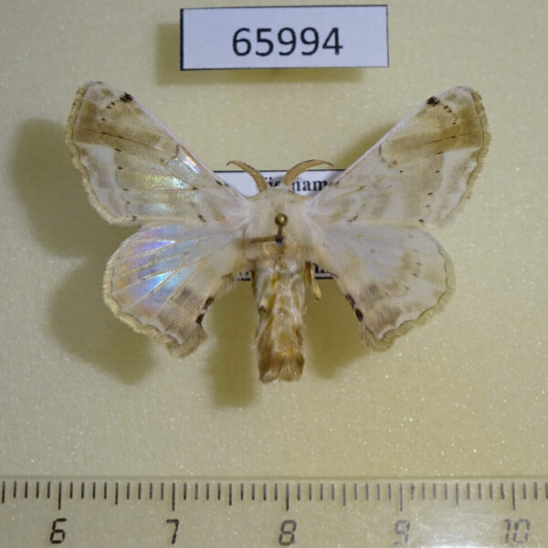 Bombycidae Ernolatia moorei Vietnam
