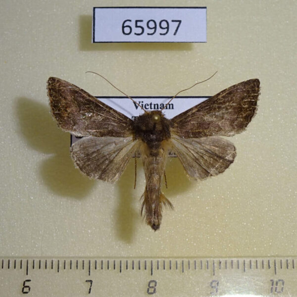 Noctuidae Thysanoplusia reticulata Vietnam