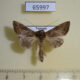 65997p Noctuidae Thysanoplusia reticulata Vietnam $4