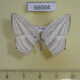 66004p Uraniidae Acropteris ciniferaria Vietnam $8
