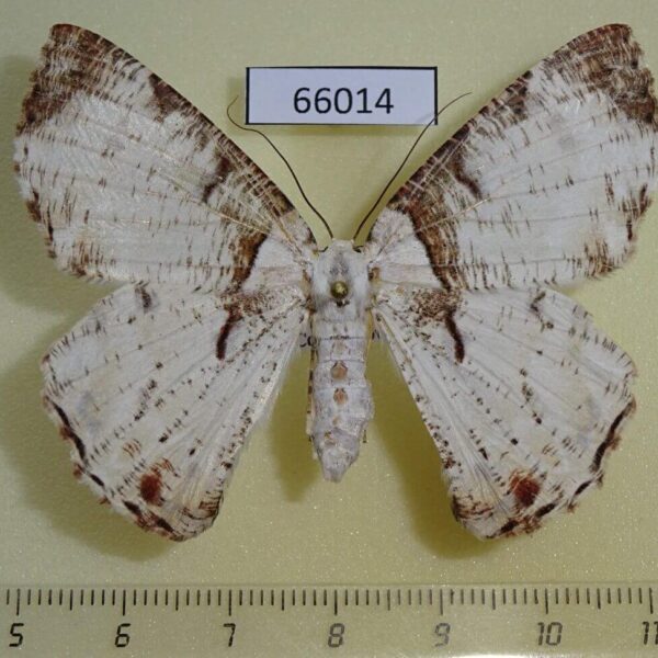 Geometridae Pachyodes subtrita f Vietnam