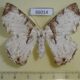 66014p Geometridae Pachyodes subtrita f Vietnam $12