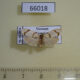 66018p Arctiidae Padenia obliquifascia Vietnam $9