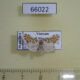66022p Arctiidae Adites frigida Vietnam $8