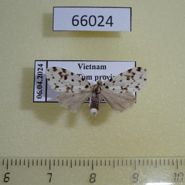 Arctiidae Siccia taiwana Vietnam