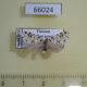 66024p Arctiidae Siccia taiwana Vietnam $7