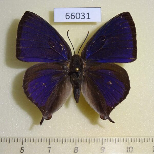 Lycaenidae Amblypodia anita Vietnam