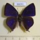 66031p Lycaenidae Amblypodia anita Vietnam $18