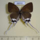 66032p Lycaenidae Cheritra freja freja f Vietnam $20