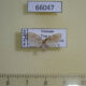 66047p Arctiidae Schistophleps bipuncta Vietnam $7