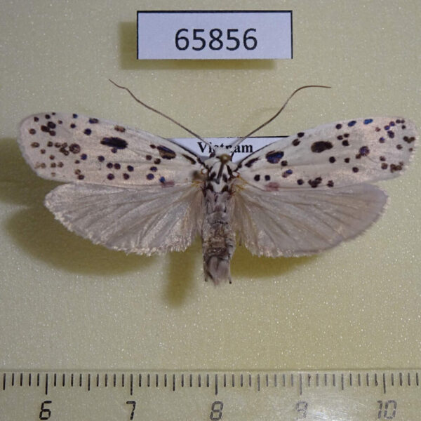 Depressariidae sp. Vietnam