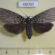 66050p Arctiidae Agrisius fuliginosus Vietnam $9