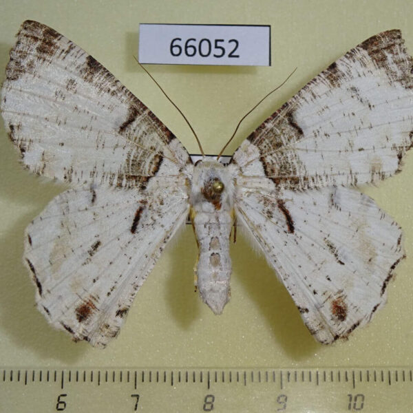 Geometridae Pachyodes subtrita f Vietnam