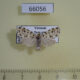66056p Arctiidae Siccia taiwana Vietnam $7