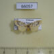 66057p Arctiidae Miltochrista undulosa Vietnam $8